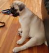Puppies for sale Czech Republic, Luhacovice Pug