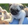 Puppies for sale Latvia, Aluksne Pug