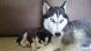 Puppies for sale Spain, Madrid Haski, (husky puppies)