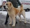 Puppies for sale Slovenia, Novi Sad Central Asia Shepherd Dog