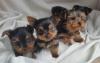 Puppies for sale USA, Yorkshire Terrier