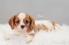 Puppies for sale Denmark, Odense King Charles Spaniel