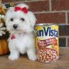 Puppies for sale USA, New York Bichon