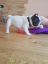 Puppies for sale Cyprus, Ayia Napa French Bulldog