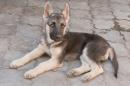 Продам щенка Украина, Запорожье Восточноевропейская овчарка