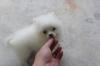 Puppies for sale Spain, Alicante Pomeranian Spitz