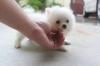Puppies for sale Spain, Alicante Pomeranian Spitz