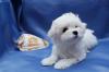 Puppies for sale Belarus, Minsk Maltese