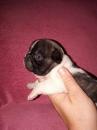 Puppies for sale Slovenia, Belgrade, Kanjiza French Bulldog