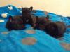 Puppies for sale Austria, Vienna French Bulldog