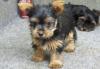 Puppies for sale Cyprus, Ayia Napa Yorkshire Terrier