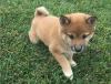 Puppies for sale Cyprus, Paphos Other breed