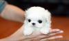 Puppies for sale Spain, Barcelona Maltese