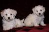 Puppies for sale Spain, Barcelona Bichon