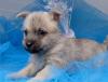 Puppies for sale Cyprus, Paphos Other breed