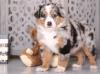 Puppies for sale Germany, Aachen Australian Shepherd