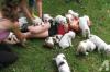Puppies for sale Germany, Solingen English Bulldog