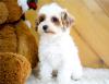 Puppies for sale Cyprus, Nicosia Other breed