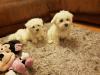 Puppies for sale Germany, Weimar Maltese