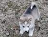 Puppies for sale Cyprus, Larnaca Other breed