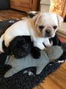 Puppies for sale Estonia, Sillamyae Pug