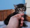Puppies for sale Cyprus, Larnaca Other breed