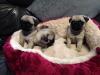 Puppies for sale Greece, Larissa Pug