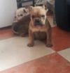 Puppies for sale Slovenia, Belgrade, Kanjiza English Bulldog