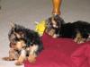 Puppies for sale USA, Georgia Yorkshire Terrier