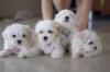 Puppies for sale Romania, Bucharest Maltese