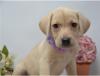 Puppies for sale Cyprus, Nicosia Labrador