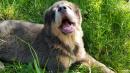 Продам щенка Украина, Полтава Тибетский мастиф