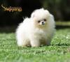 Puppies for sale Slovenia, Shabatts, Loznica Pomeranian Spitz
