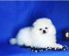 Puppies for sale United Kingdom, London Pomeranian Spitz