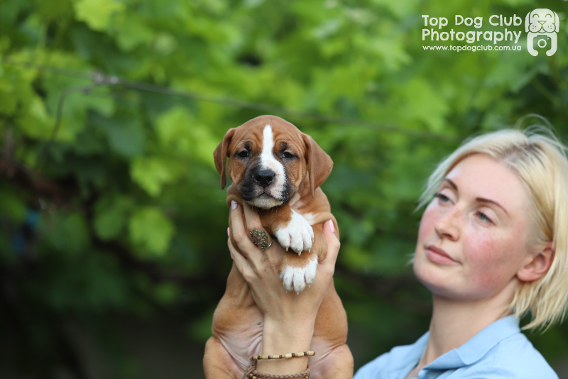 Продам щенка Украина, Днепропетровск Американский стаффордширский терьер