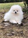 Puppies for sale Georgia, Batumi Pomeranian Spitz
