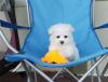Puppies for sale Cyprus, Ayia Napa Maltese