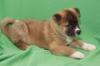 Puppies for sale Cyprus, Protaras Akita
