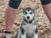Puppies for sale Cyprus, Paphos Other breed