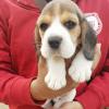Puppies for sale Cyprus, Nicosia Beagle