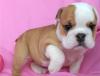 Puppies for sale Cyprus, Paphos English Bulldog