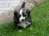 Puppies for sale USA, California, Los Angeles Other breed