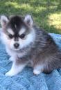 Puppies for sale Cyprus, Protaras Other breed
