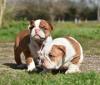 Puppies for sale USA, Alabama English Bulldog