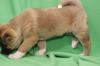 Puppies for sale Cyprus, Ayia Napa Akita