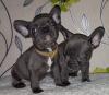 Puppies for sale Lithuania, Vilnius French Bulldog