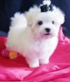 Puppies for sale Cyprus, Paphos Maltese