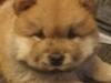 Puppies for sale Finland, Rovaniemi Chow Chow