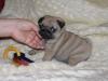 Puppies for sale Cyprus, Paphos Pug