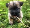 Puppies for sale Cyprus, Nicosia Other breed